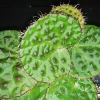 Begonia nahangensis
