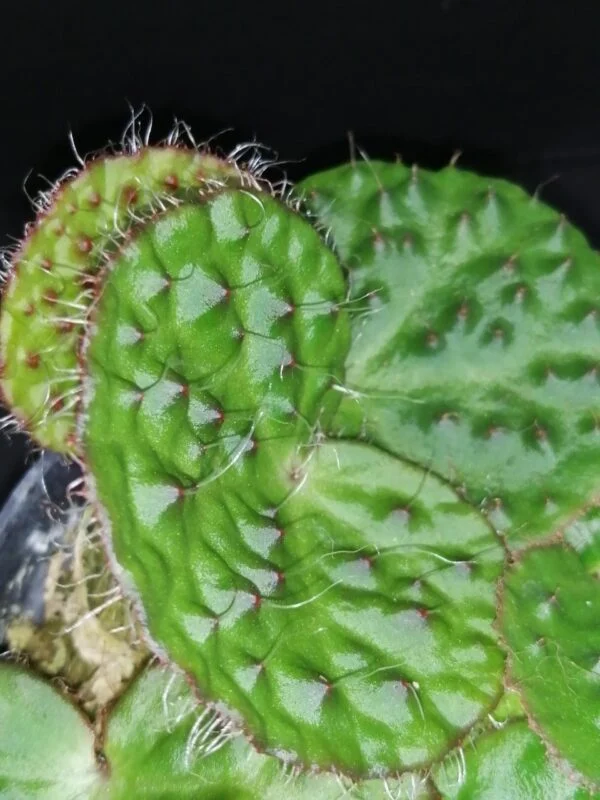 Begonia nahangensis, foto 2