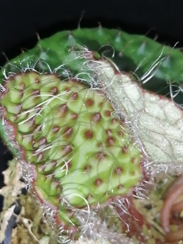 Begonia nahangensis, foto 3