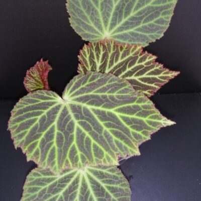 Begonia chloroneura
