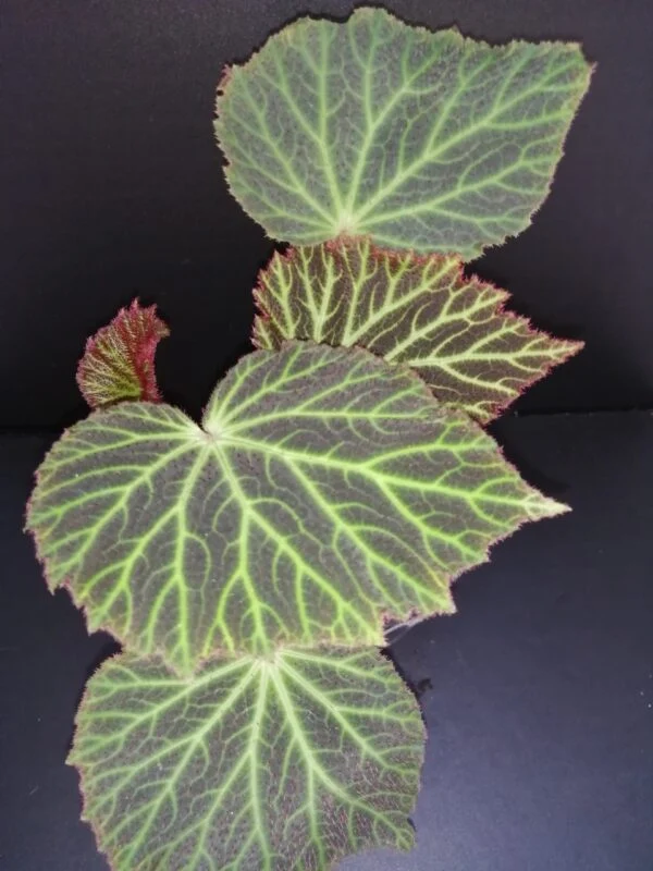 Begonia chloroneura, pianta da interno