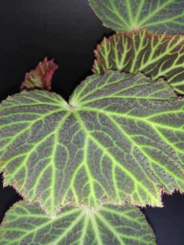 Begonia chloroneura, foto 2