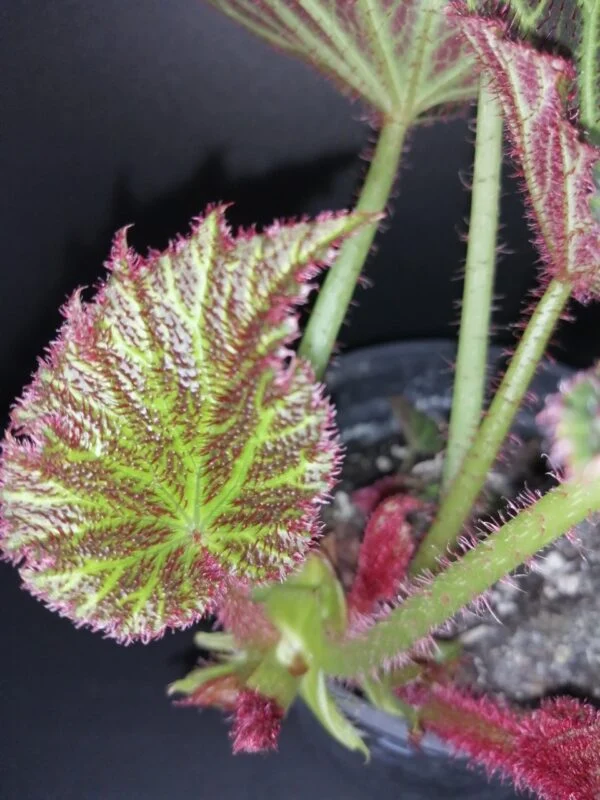 Begonia chloroneura, foto 3