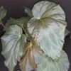 Begonia pavonina, pianta da interno
