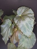 Begonia pavonina