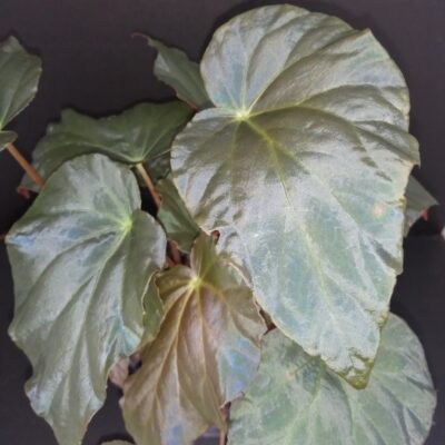 Begonia pavonina