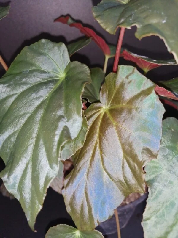 Begonia pavonina, foto 3