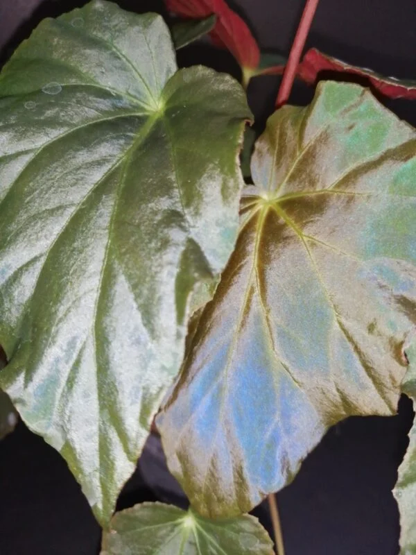 Begonia pavonina, foto 4