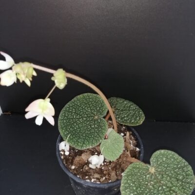 Begonia bullatifolia