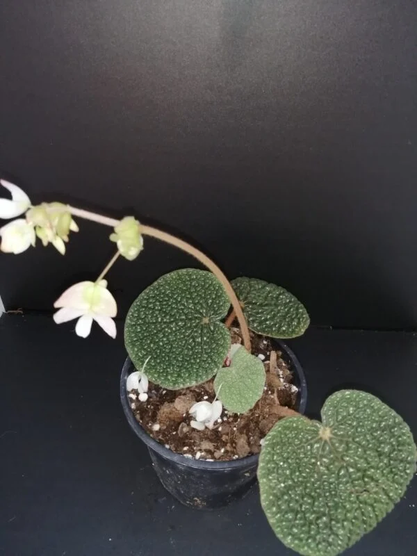 Begonia bullatifolia, pianta da interno