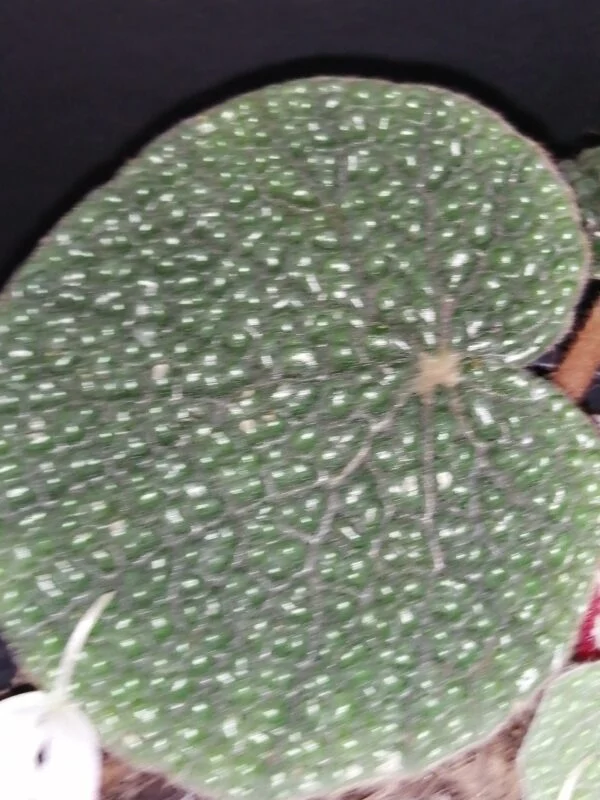 Begonia bullatifolia, foto 2