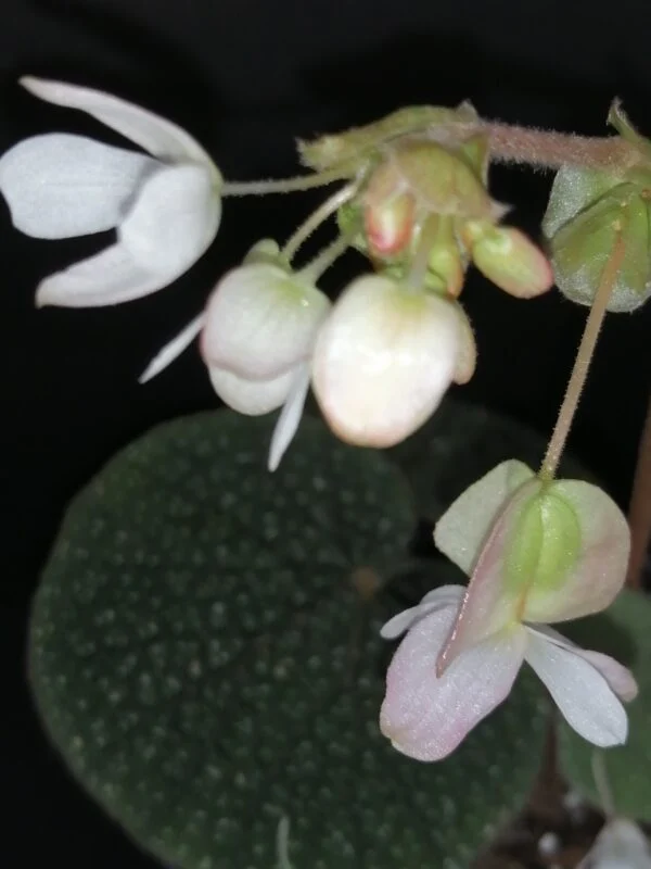 Begonia bullatifolia, foto 3