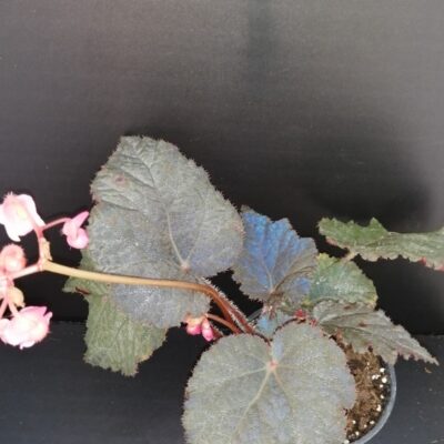 Begonia Taconite