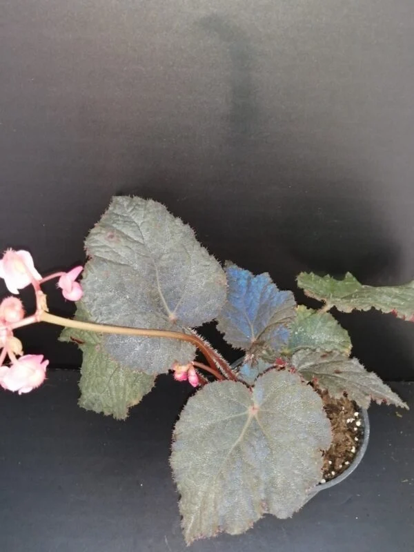 Begonia Taconite, pianta da interno