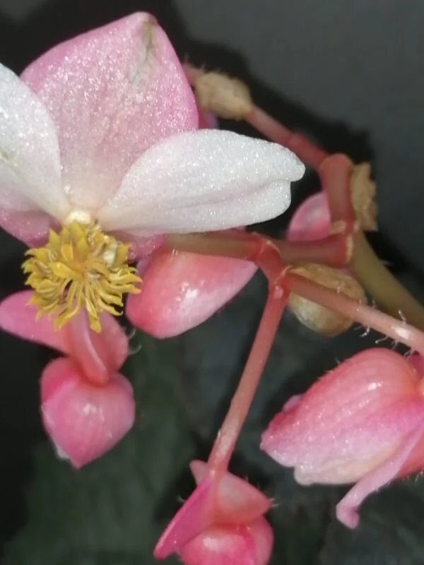 Begonia Taconite, foto 5