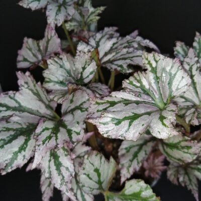 Begonia 'Benitochiba'