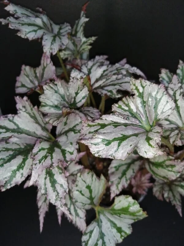 Begonia 'Benitochiba', pianta da interno