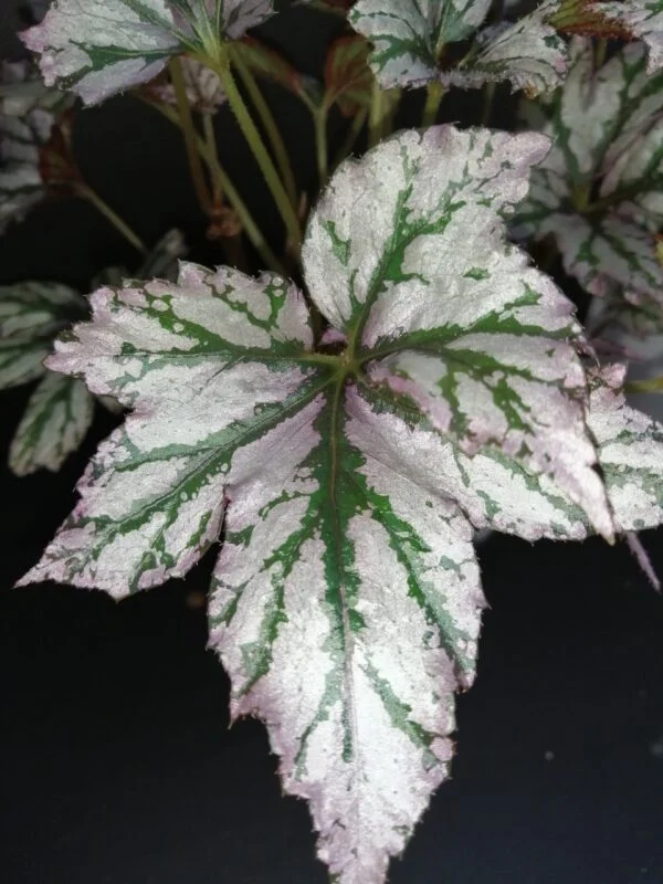Begonia 'Benitochiba', foto 4