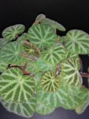 Begonia ningmingensis var. bella