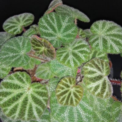 Begonia ningmingensis var. bella