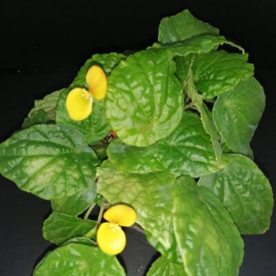 Begonia prismatocarpa