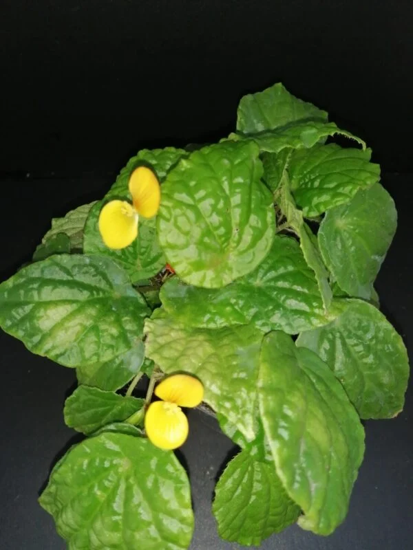 Begonia prismatocarpa, pianta da interno