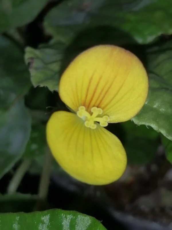 Begonia prismatocarpa, foto 2
