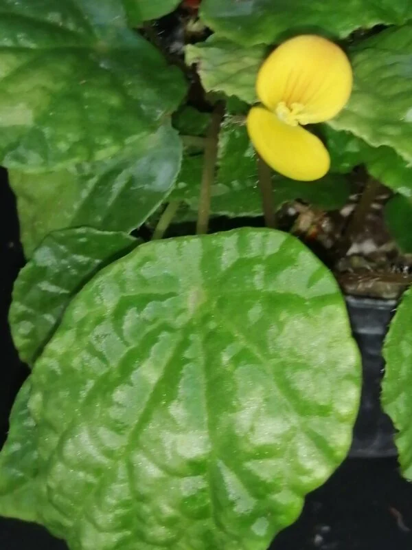 Begonia prismatocarpa, foto 3