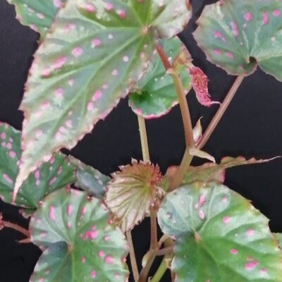 Begonia negroensis