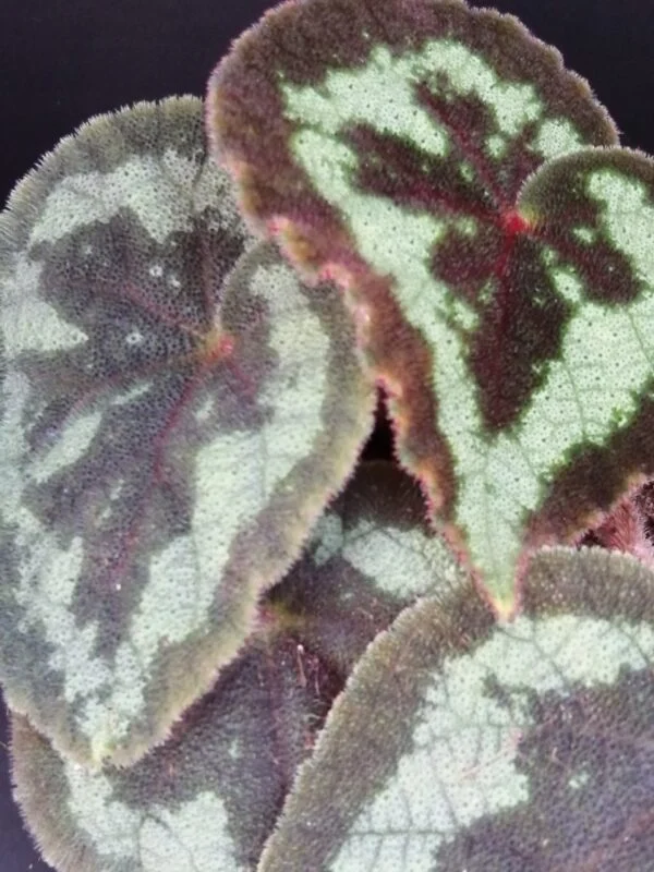 Begonia picturata, pianta da interno