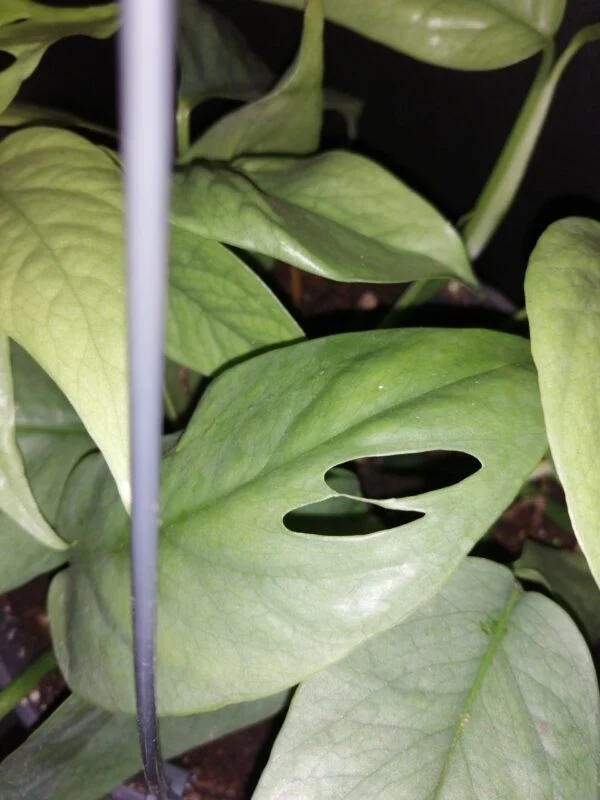 Hoya puber ex Hoya picta, foto 11