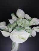 Epipremnum Scindaspus Happy Leaf