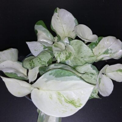 Epipremnum Scindaspus Happy Leaf