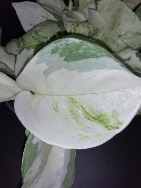 Hoya puber ex Hoya picta, foto 14