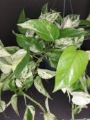 Pothos aurea Marble Queen, Epipremnum, Scindapsus Marble Queen
