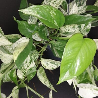 Pothos aurea Marble Queen, Epipremnum, Scindapsus Marble Queen