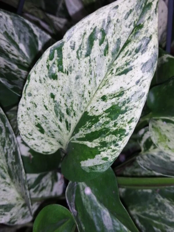 Pothos aurea Marble Queen, Epipremnum, Scindapsus Marble Queen (Copia), foto 3