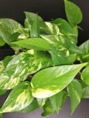Pothos aureus, Scindapsus aureus, Epipremnum aureum