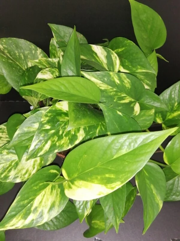 Pothos aureus, Scindapsus aureus, Epipremnum aureum, pianta da interno
