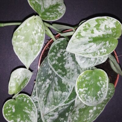 Scindapsus pictus Silvery Ann