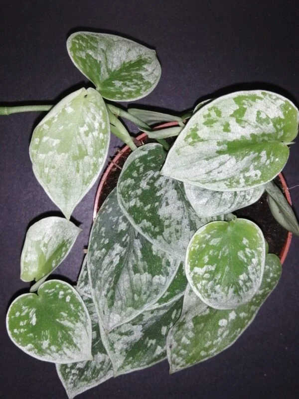 Hoya puber ex Hoya picta, foto 23