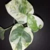 Scindapsus aureus White Panther, pianta da interno