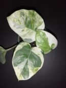 Scindapsus aureus White Panther