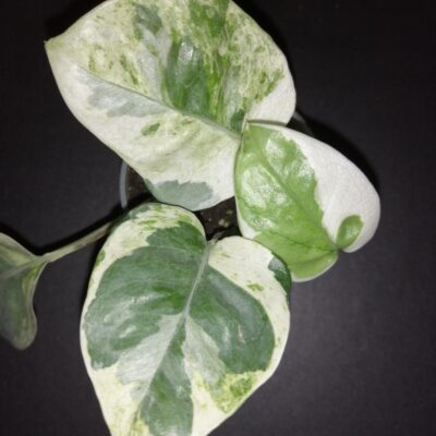 Scindapsus aureus White Panther