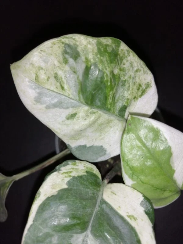 Scindapsus aureus White Panther, foto 2