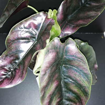 Alocasia azlanii