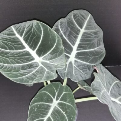Alocasia Black Velvet