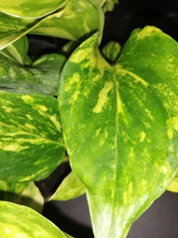 Hoya puber ex Hoya picta, foto 31