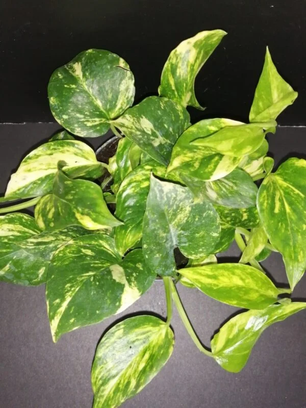 Hoya puber ex Hoya picta, foto 68