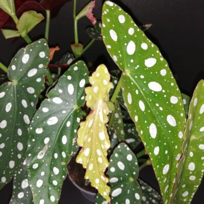 Begonia maculata